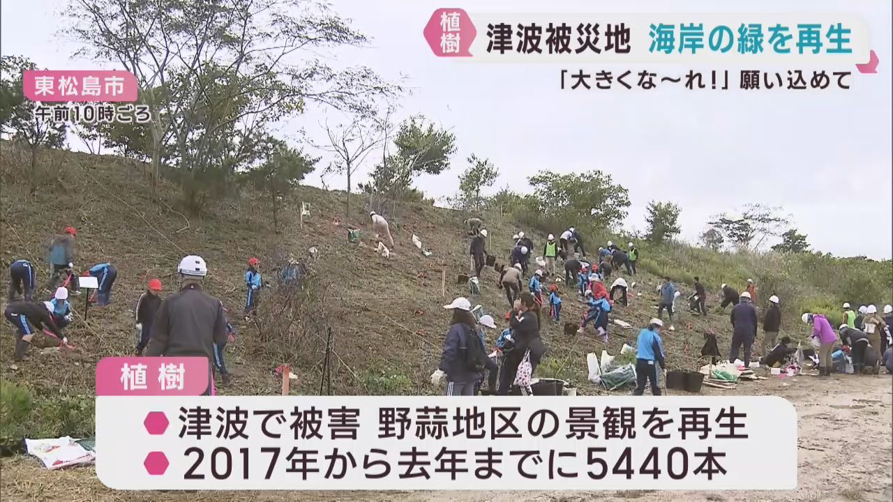 津波で失われた海岸の緑を再生へ　宮城・東松島市で植樹活動