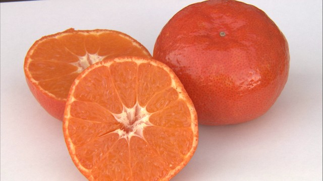 皮が赤いミカン「小原紅早生」をPR　香川・坂出市