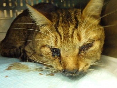 事故後のてつお。顔面強打で、視力を失った（またたび家提供）