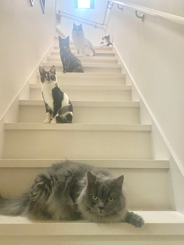 神々しい猫たち＝さとう＠猫ぼっこさん（@necobokko）提供