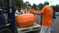 大きさにびっくり　色とりどりの巨大カボチャ　岡山・高梁市で重さ競う大会