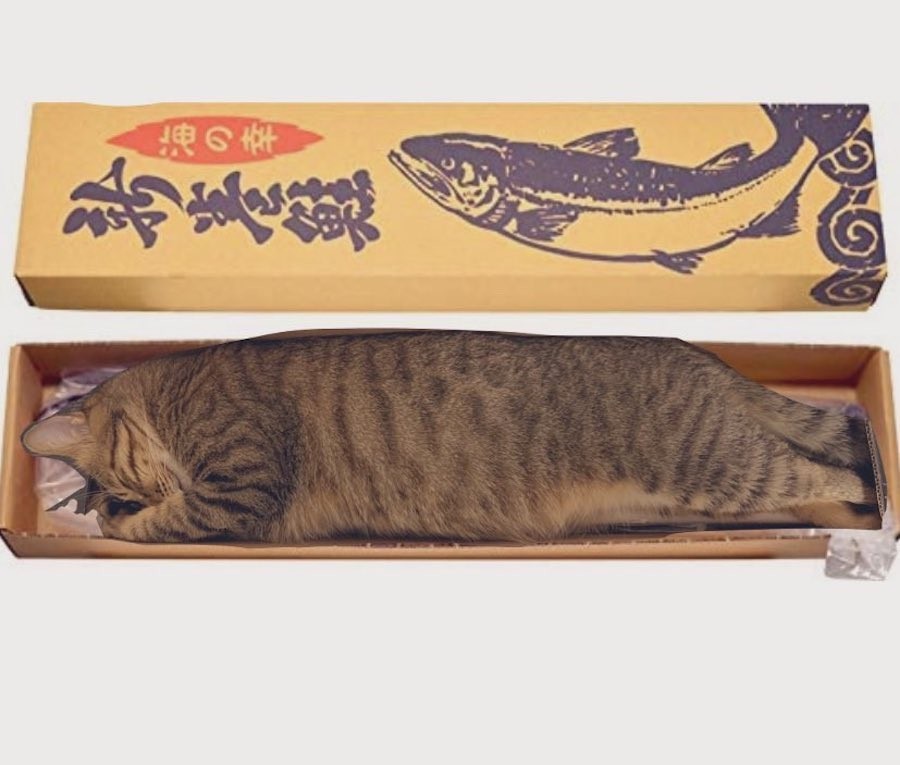押し寿司」！？細長い箱にみちみちに詰まった猫の姿に「お中元で届い
