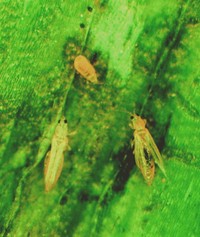 ネギアザミウマ（成幼虫）　香川県提供