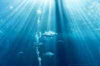 まるで本当に海の中にいるようなアクアマリンふくしまの水槽 ※α-🦈さん提供