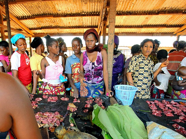 エボラ出血熱の流行、浮かび上がる「ブッシュミート」の危険性：朝日