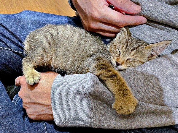 膝上ですやすや眠るこまちゃん（画像提供：むぎさん）