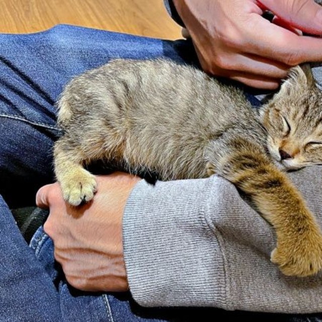 膝上ですやすや眠るこまちゃん（画像提供：むぎさん）