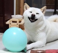 「こっちまで幸せになる」 はるちゃんのスマイル（画像提供：白柴犬はるさん）