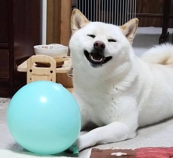 「こっちまで幸せになる」 はるちゃんのスマイル（画像提供：白柴犬はるさん）