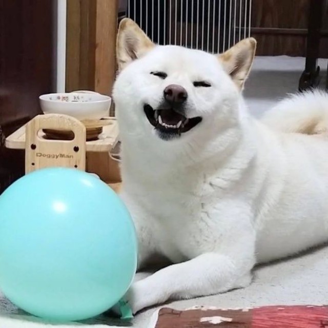 「こっちまで幸せになる」 はるちゃんのスマイル（画像提供：白柴犬はるさん）