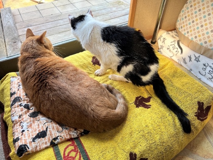 もみじちゃん、来ないね～と、外が気になる（美樹さん提供）