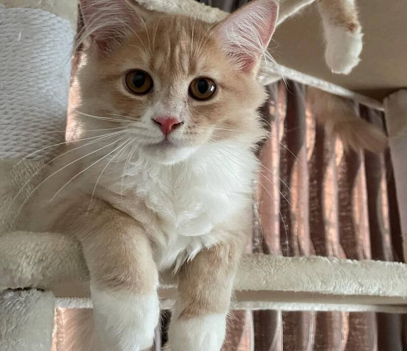 四葉（よつば）