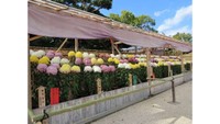 大菊花壇 提供:岡山後楽園