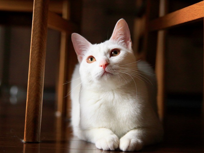 床に這いつくばってアップで撮る。