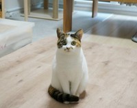 心福ちゃん（心福さん提供、Instagramよりキャプチャ撮影）