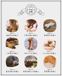 かわいらしい寝相の猫がいっぱい！とろねこ図鑑