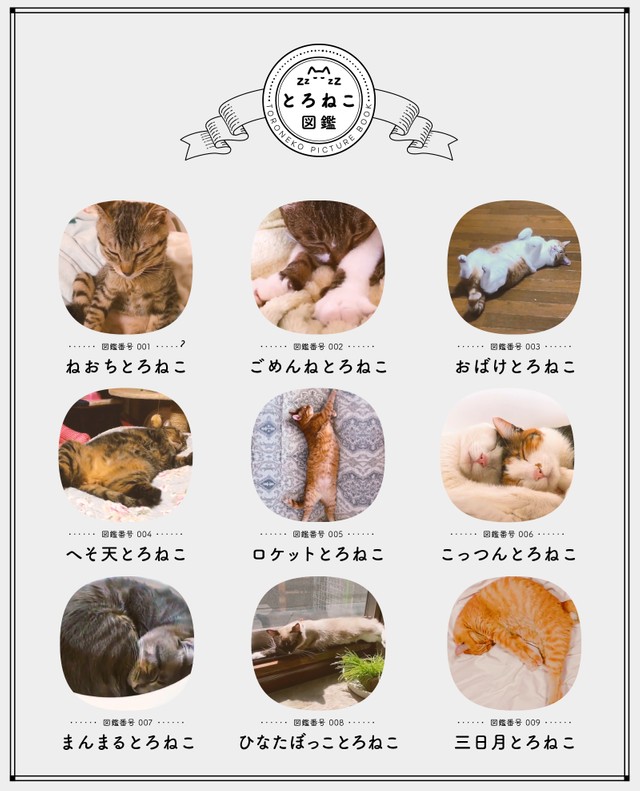 かわいらしい寝相の猫がいっぱい！とろねこ図鑑