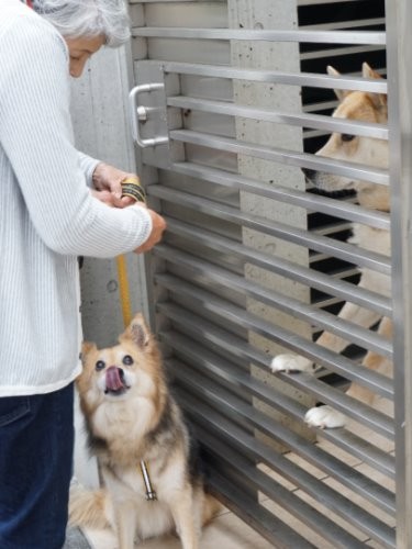 散歩の途中で近所のマイロ君にもご挨拶