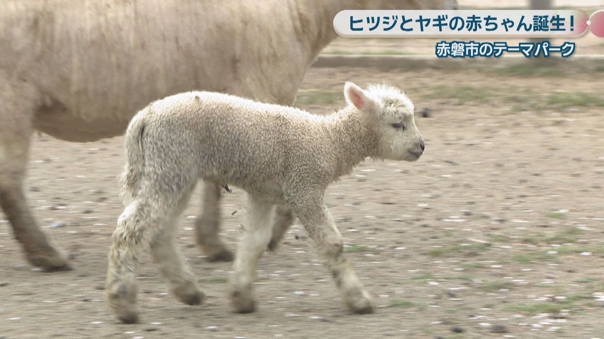 ドイツの森でベビーラッシュ ヒツジとヤギの赤ちゃん誕生 岡山・赤磐市 