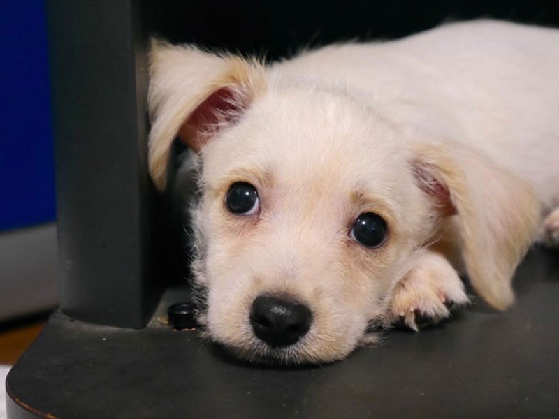 家にきたころの「久遠（くおん）」