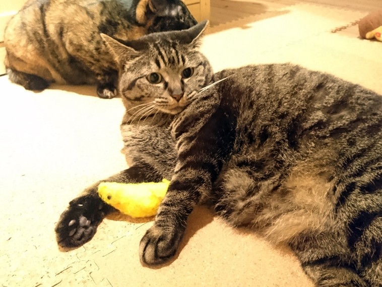 猫が残したものを見つけ、愛おしさに身もだえ　猫飼いのさが