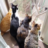 4きょうだいそろって窓辺でニャルソック（画像提供：鬼檸檬さん）