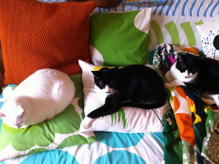 川を泳ぐ鴨のような