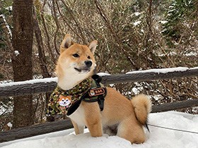 この子のお散歩のおかげで、私も元気に！　雪遊び堪能中の柴犬「カンタ」