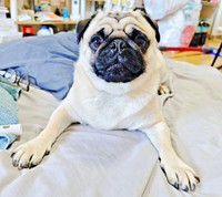 「ひまわりのように元気に」 願いが込められた大輪（りん）くんのお名前（画像提供：豚足ワンコ3さん）