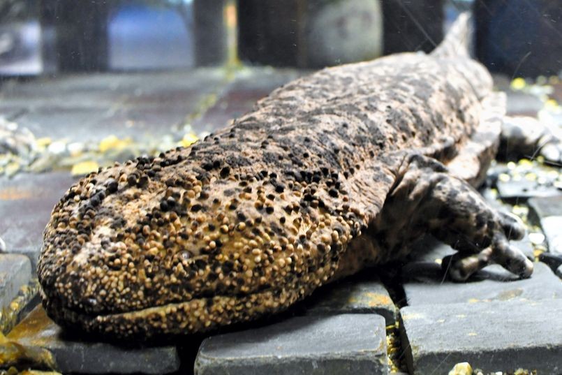 japanese giant salamander plush