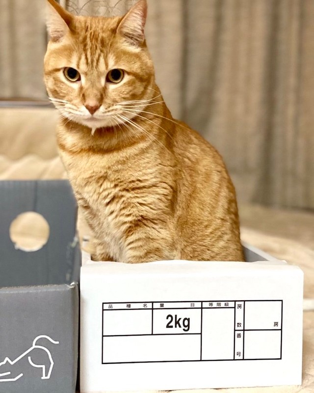 ２キロのふりをするきなこもちくん。実際は６キロちょっとあるそうです（提供：もち家のニャンズさん @soynyan222）