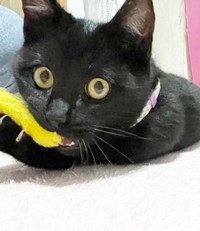 生後5カ月、保護当初のテテちゃん（画像提供：つくきな ココテテさん）