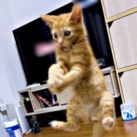 子猫時代、元気に遊んで跳ねるむぎちゃん（画像提供：むぎと人間さん）