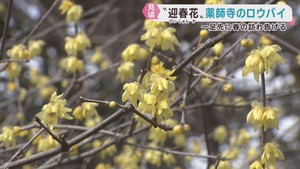 春の訪れを告げる花　ロウバイが見頃　宮城・白石市の薬師寺