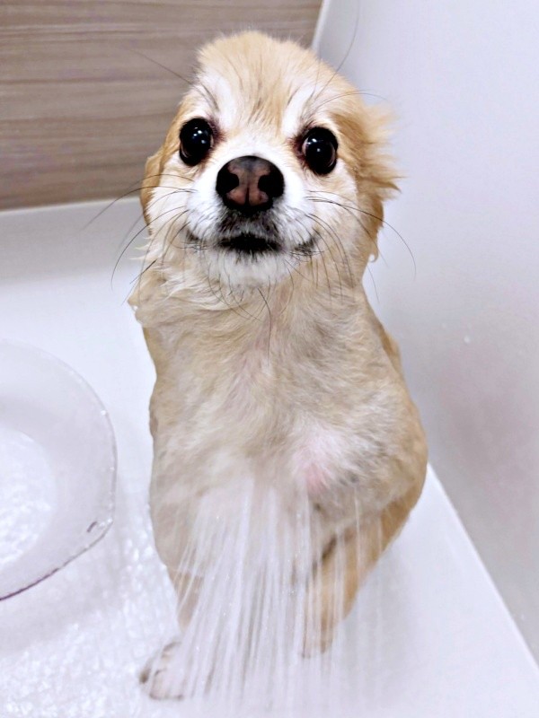 お、お顔が欠けてる！？  衝撃のビジュアルを披露したぱるくん（画像提供：でかポメのぱるさん）