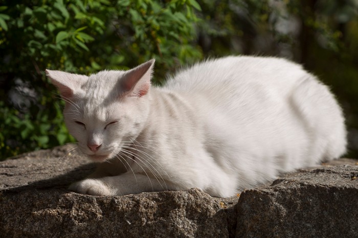 おまえらも、寝ればいいニャ「のらのいる風景」（撮影　佐々木まこと）