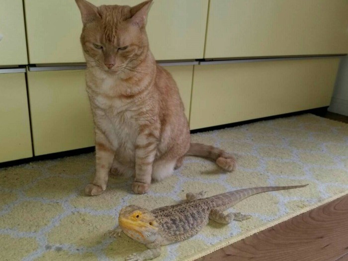 シッポの長さはイズモの方が長いかも