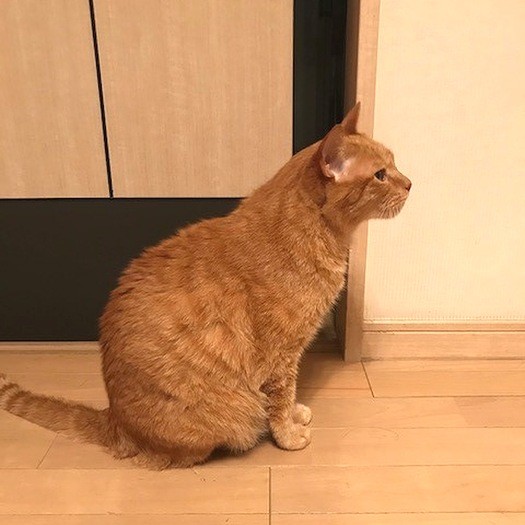 何事もなかったような、決めポーズ！　「どやっ」