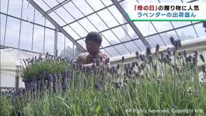 ５月１４日母の日向けにラベンダーの出荷が最盛期　宮城・涌谷町