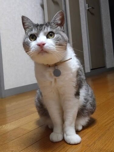 「うまくやるよ！ここは“大人ふたりと猫2匹”で暮らすやすらぎのシェアハウスだから」。モンジはこの9月、うちの子記念日4周年です（信之さん提供）