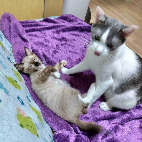 譲渡前、ヘルバ園でアル君の世話をする“しつけ係”のウラタロス（右）と。ウラタロスは網走で保護された（ヘルバ園提供）