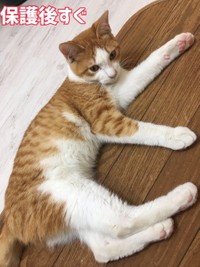 横から見た保護当時の画像＝yopichさん（@yopich_）提供
