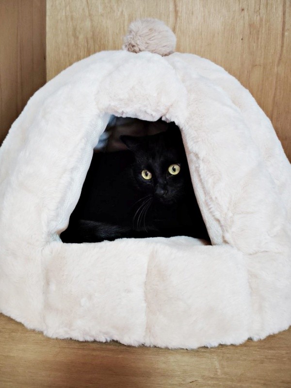 まるでおにぎり！ ハウスに入ってくつろぐ黒ちゃん（画像提供：ちよさん）