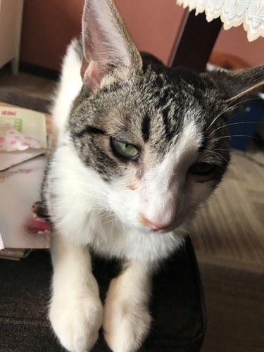 家に着た頃は、戸惑いもあったのか痩せていた（提供写真）