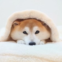 本当に柔らかそうな頬っぺたですね！（飼い主さん）（画像提供：柴犬チャーミー）