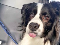 舌をしまい忘れたディークスくん（画像提供：A&Dさん）