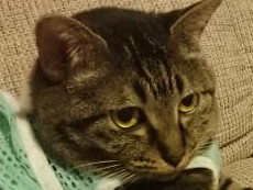 譲渡会で夫は子猫のとりこ、「抱っこ欲」むき出し