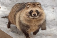 もふもふ…エゾタヌキ（写真提供：おびひろ動物園）