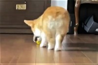 ボールを取りに行くと思ったら･･･（「コーギーれいさら@成長日記」さん提供、Twitterよりキャプチャ撮影）