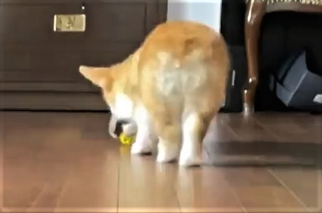 ボールを取りに行くと思ったら･･･（「コーギーれいさら@成長日記」さん提供、Twitterよりキャプチャ撮影）